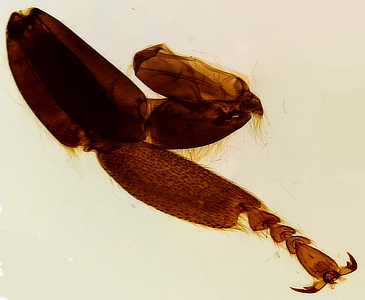 Bee Forelegs